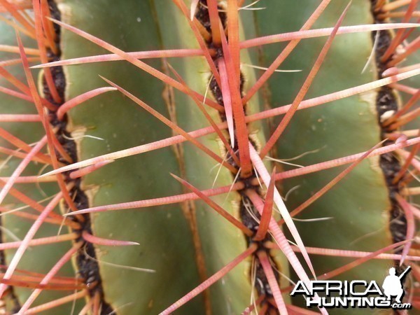 Cactus Namibia