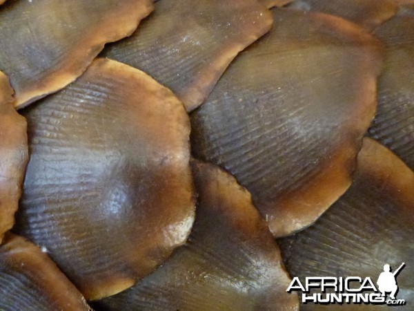 Giant Pangolin Scales Namibia