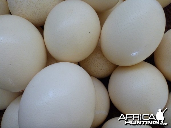 Ostrich Eggs Namibia