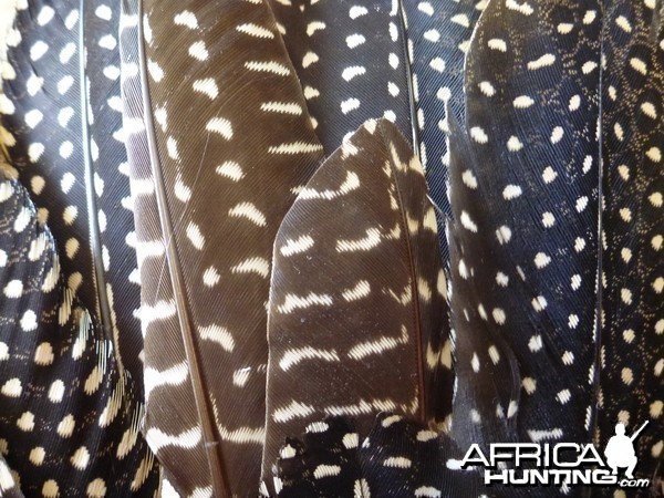 Guineafowls Feathers Namibia