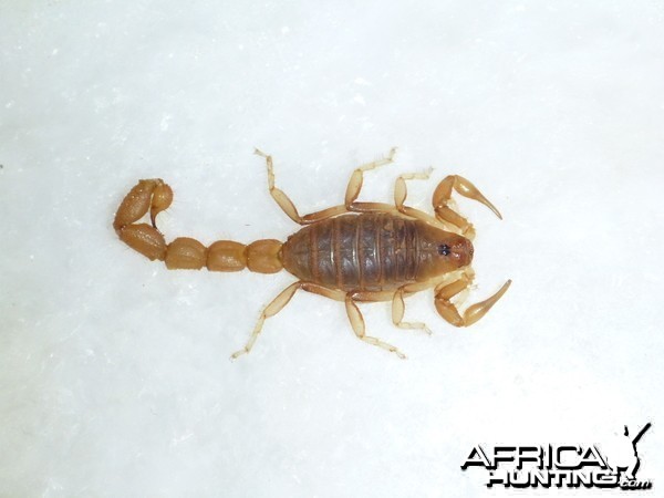 Scorpion Namibia