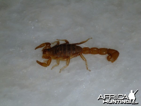 Scorpion Namibia