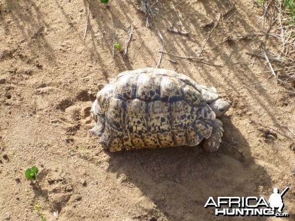 Tortoise Namibia