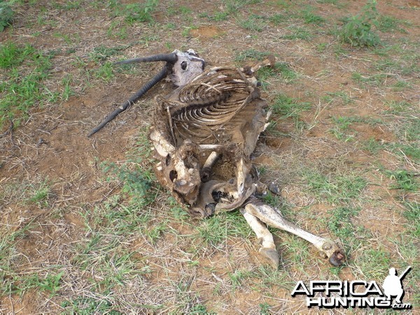 Gemsbok Carcass Namibia