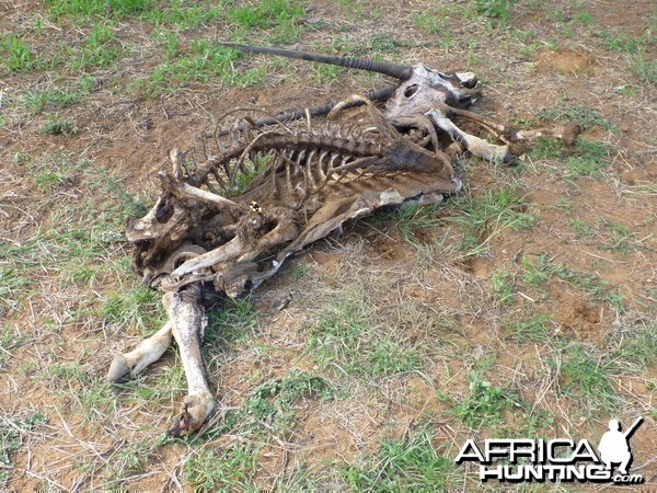 Gemsbok Carcass Namibia