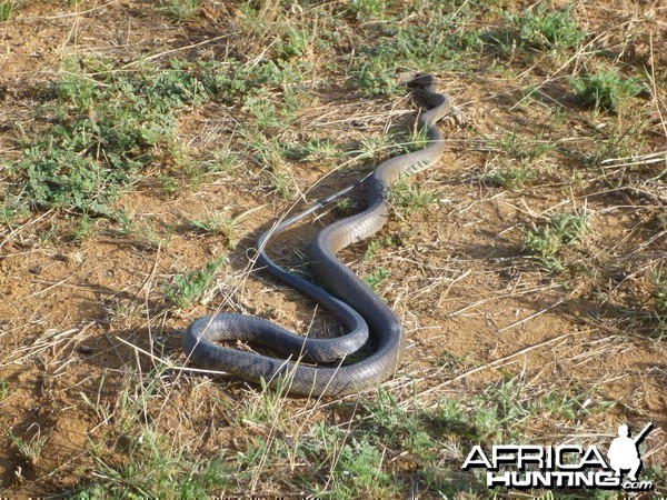 Black Mamba Namibia