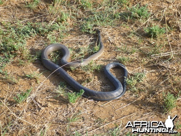 Black Mamba Namibia