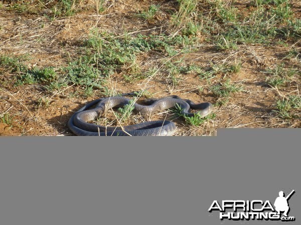 Black Mamba Namibia