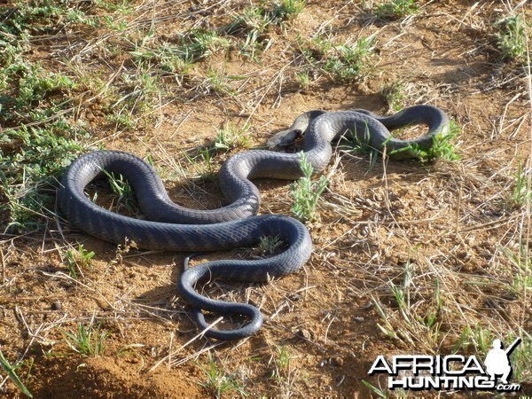 Black Mamba Namibia