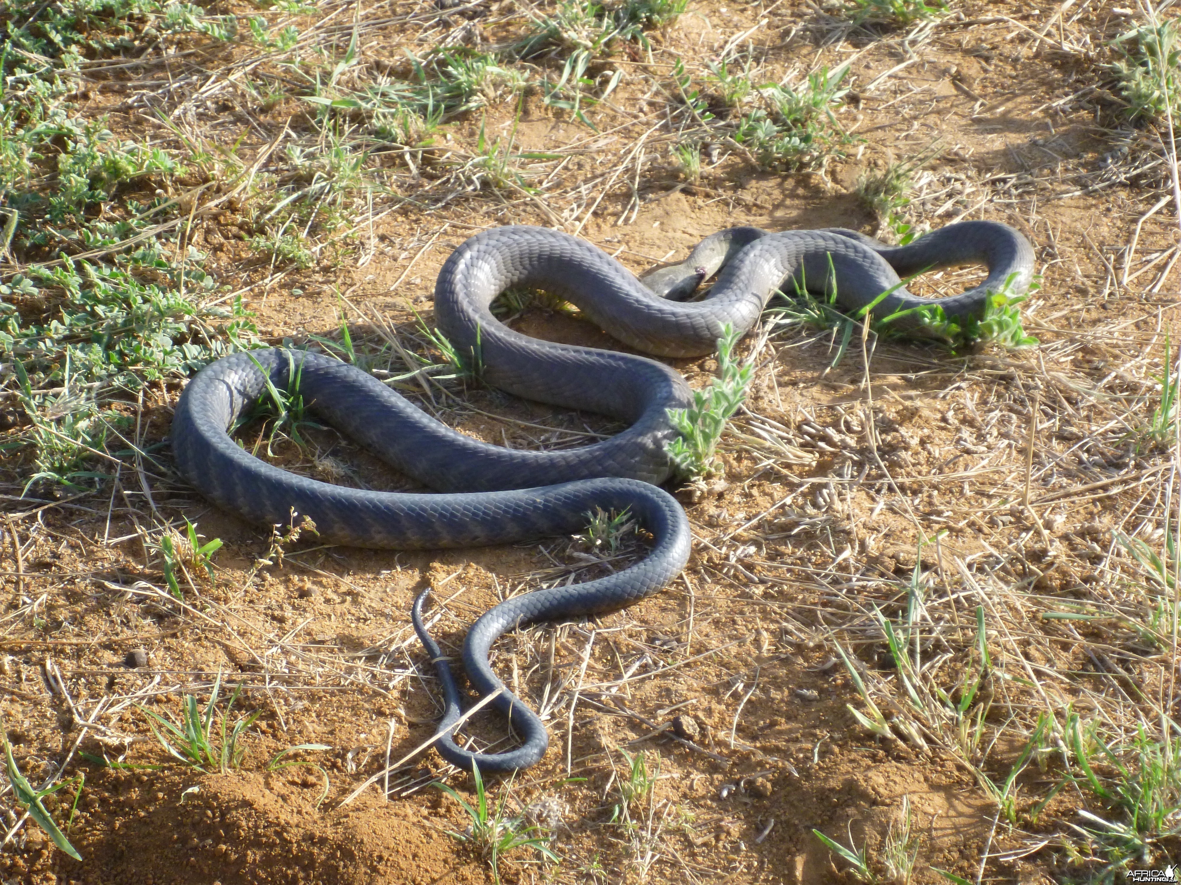 Black Mamba Namibia