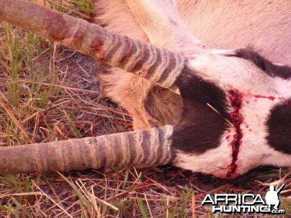 Cull Gemsbok Namibia