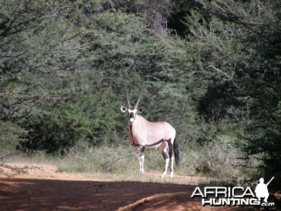 Namibia Gemsbok