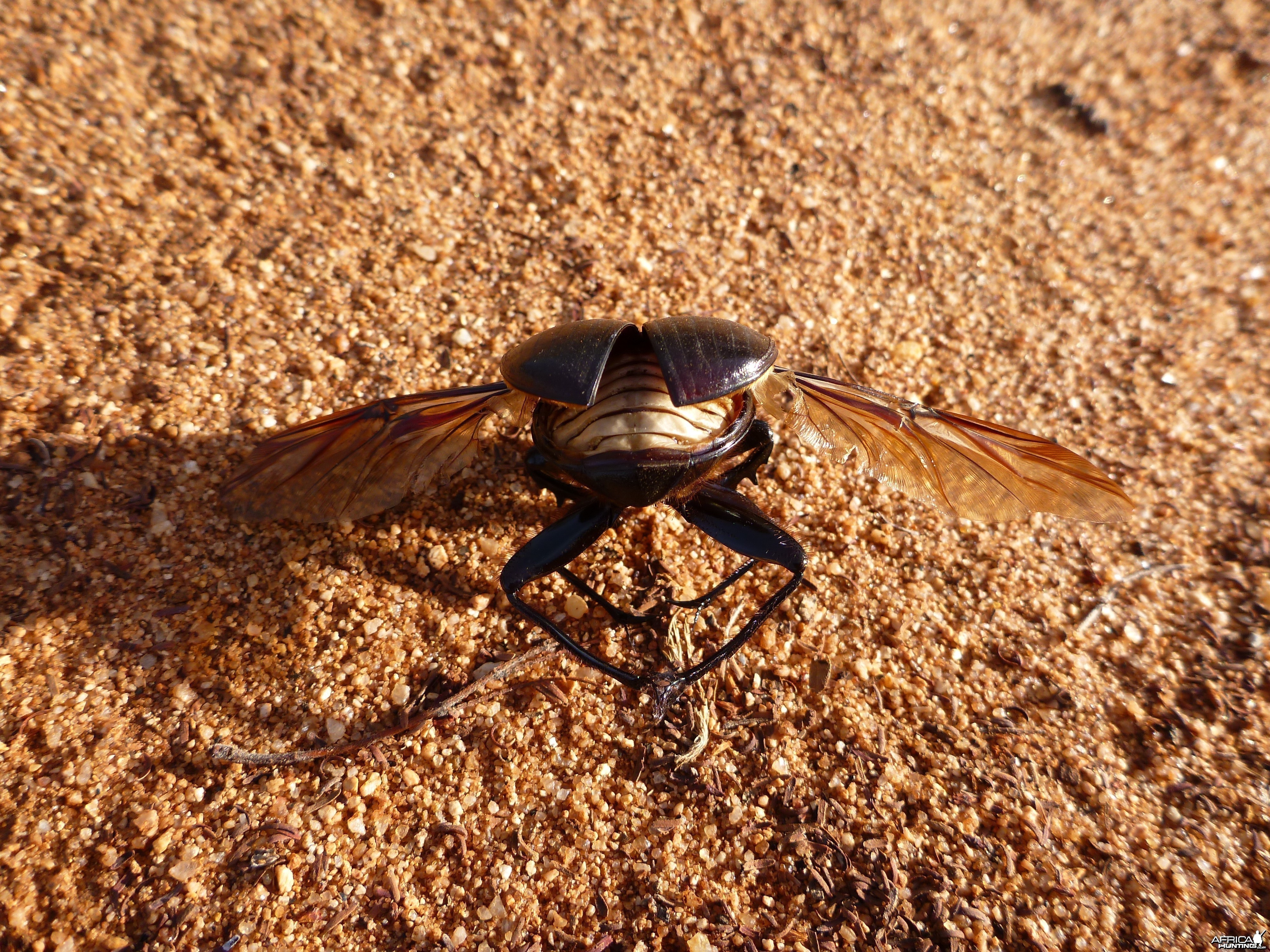 Beetle Namibia