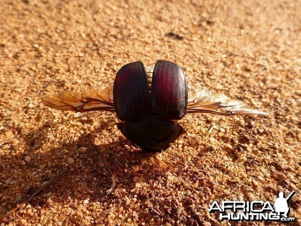 Beetle Namibia