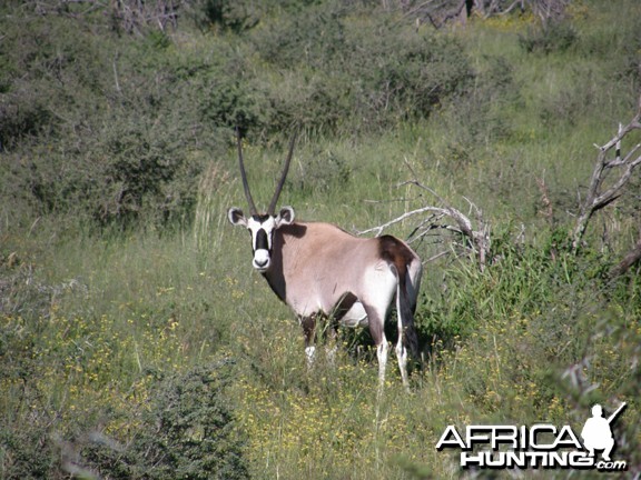 Namibia Gemsbok