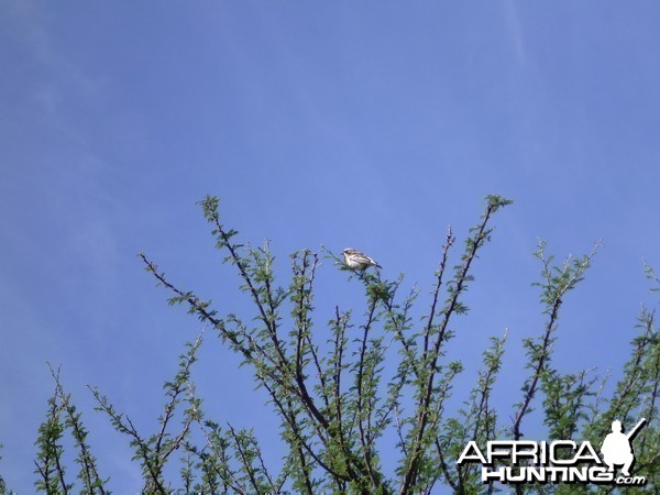 Bird Namibia