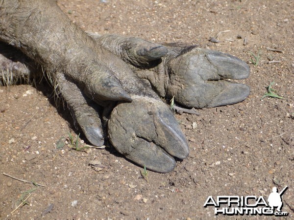 Warthog Namibia