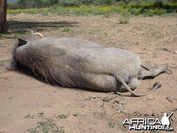 Cull Warthog Namibia