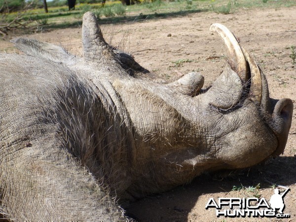 Cull Warthog Namibia