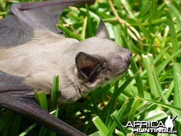Bat Namibia