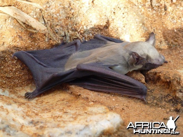 Bat Namibia