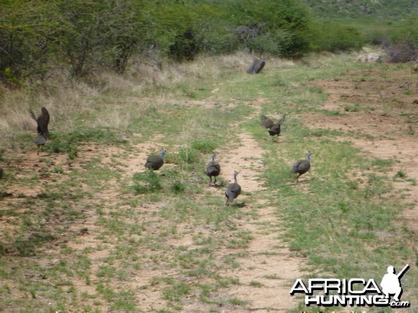 Guineafowls Namibia