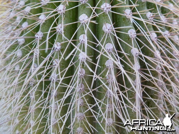 Cactus Namibia