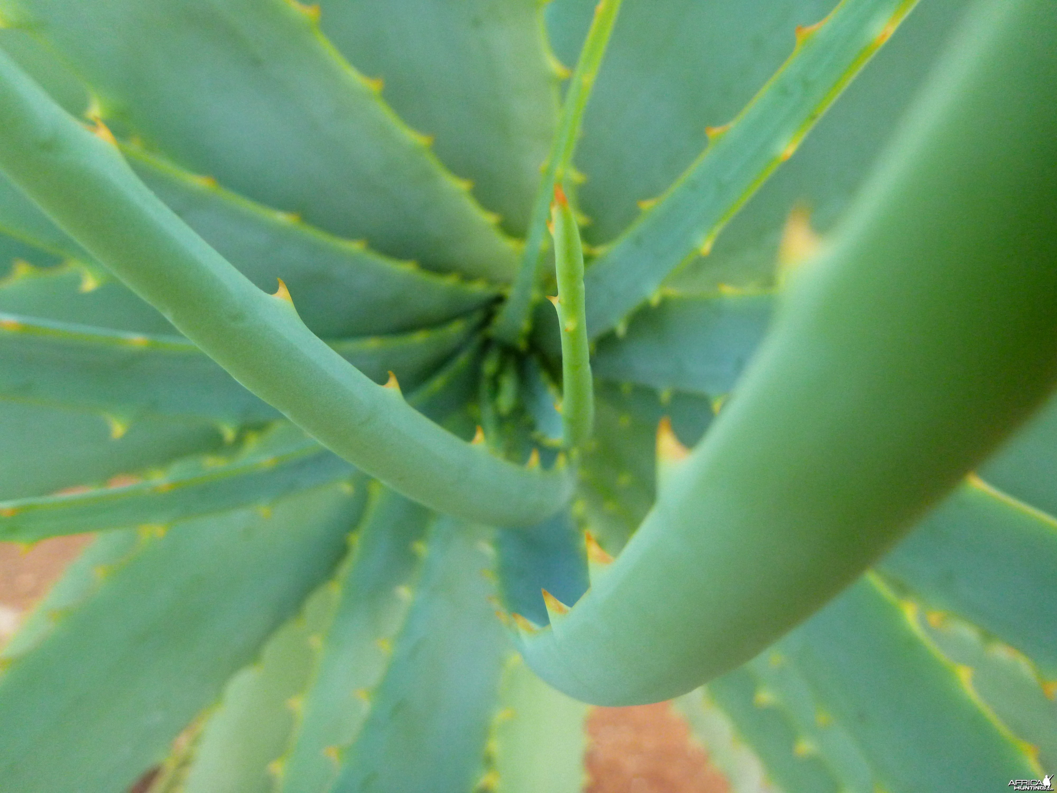 Cactus Namibia