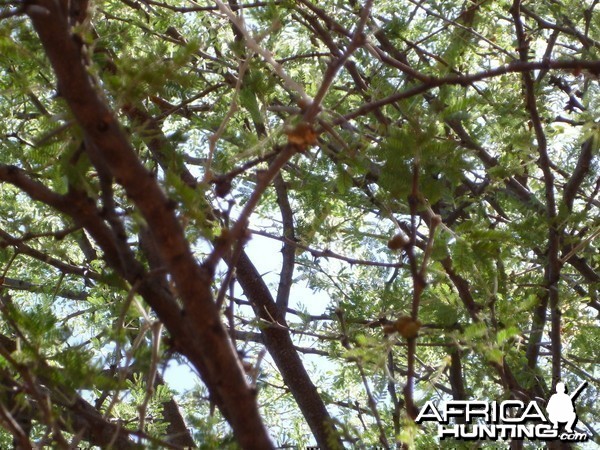 Boomslang Namibia (snake)