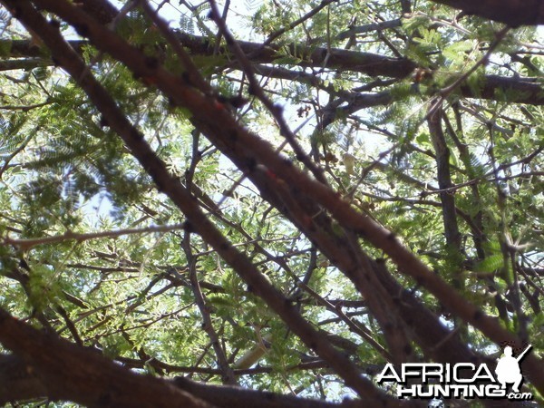 Boomslang Namibia (snake)