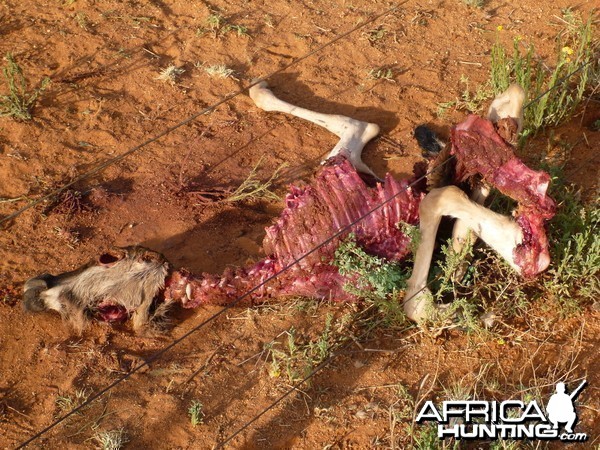 Young Blue Wildebeest Carcass