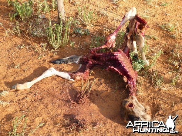 Young Blue Wildebeest Carcass