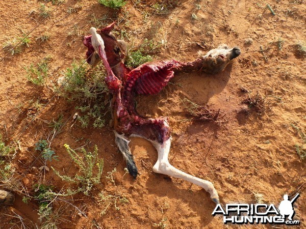 Young Blue Wildebeest Carcass