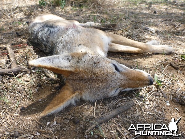 Black-backed Jackal Namibia