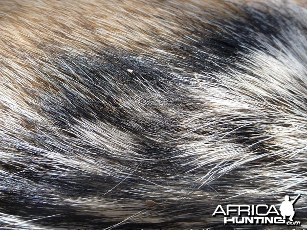 Black-backed Jackal Fur Namibia