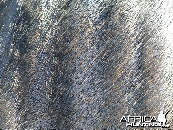 Blue Wildebeest Skin Namibia