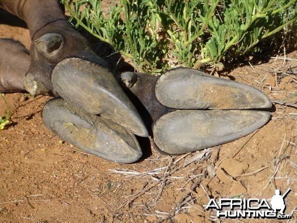 Blue Wildebeest Namibia