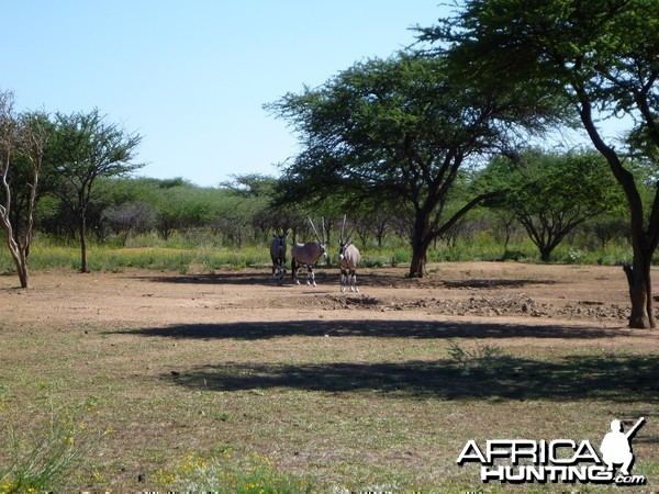 Gemsbok Namibia