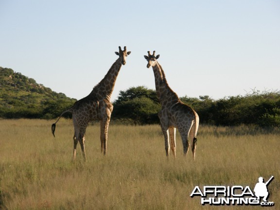 Namibia Giraffe