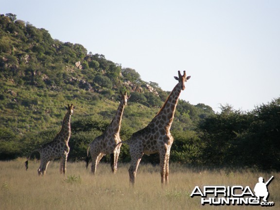 Namibia Giraffe