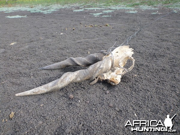 Poacher Cape Eland