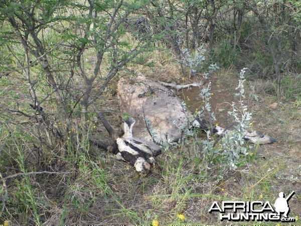 Dead Gemsbok Namibia