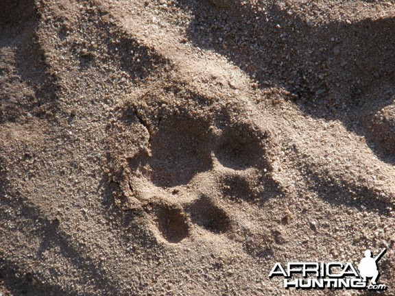 Leopard Tracks