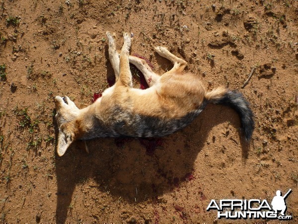 Black-backed Jackal Namibia