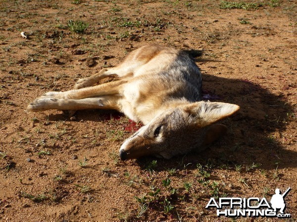 Black-backed Jackal Namibia