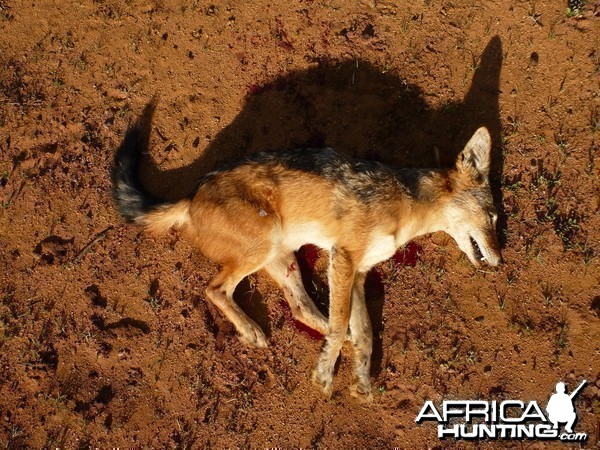 Black-backed Jackal Namibia