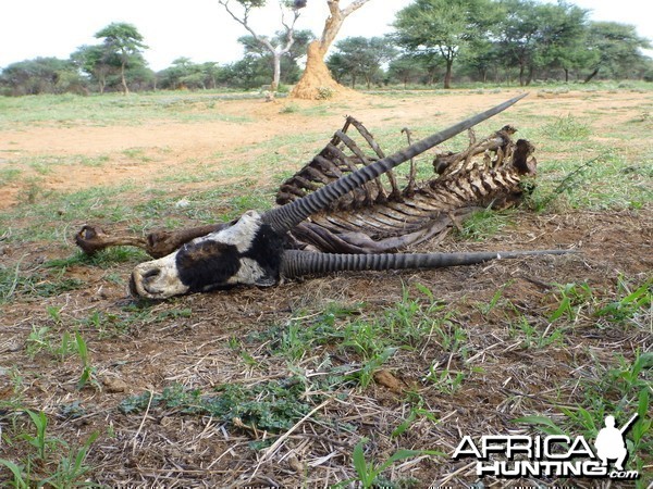 Gemsbok Carcass Namibia