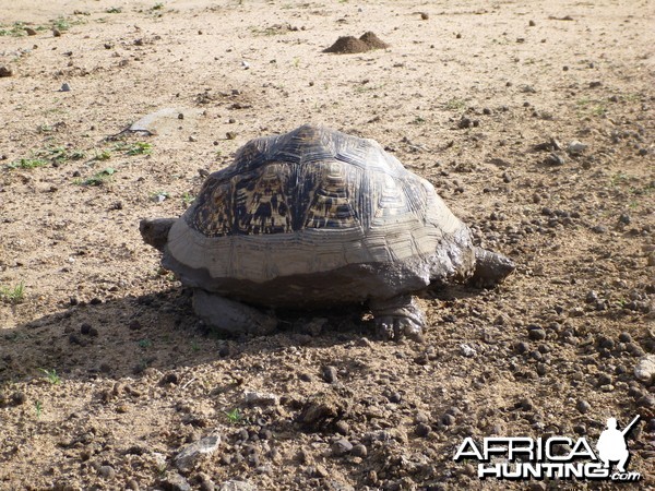 Tortoise Namibia