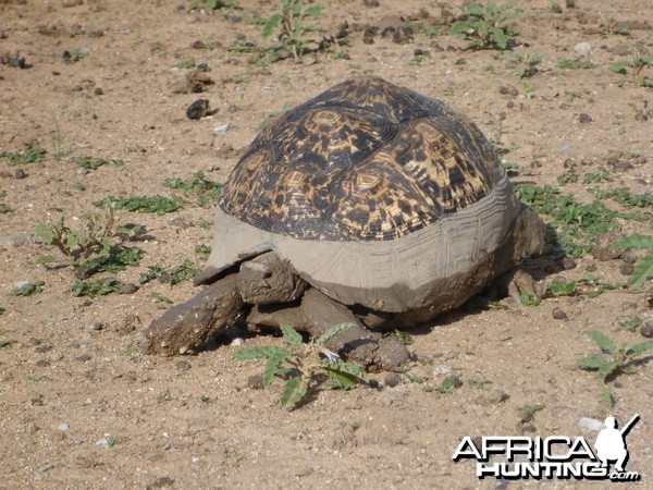 Tortoise Namibia