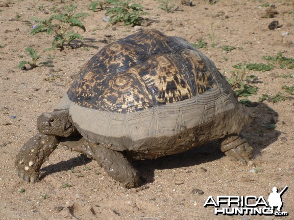 Tortoise Namibia